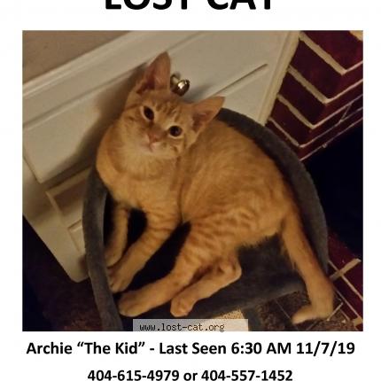 483145 Archie Cat Lost And Reunited In Atlanta Lost Cat United