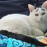 Picture of cat lost at Steenwerck