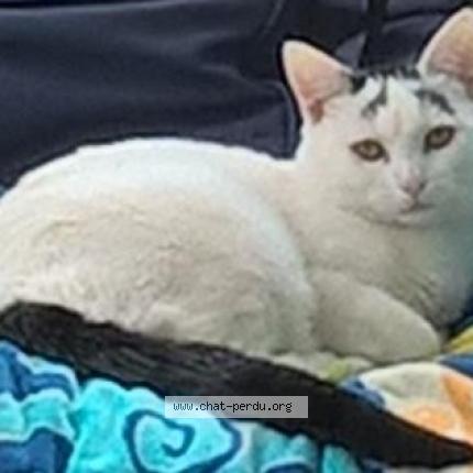 Photo 1/1 Neige Chat lost in Steenwerck