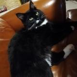 Picture of cat lost at Saint Jouvent