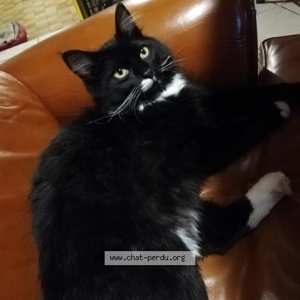 Photo 1/1 Oups Chat lost in Saint jouvent