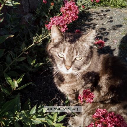 Photo 1/1 Ma Petite Chat lost in Le havre