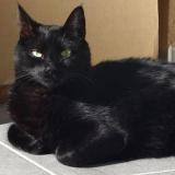 Picture of cat lost at Romorantin Lanthenay