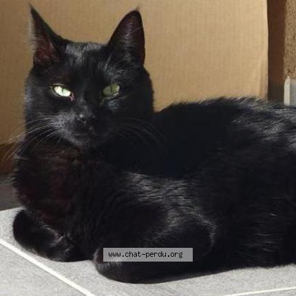 Photo 1/1 Jericho Chat lost in Romorantin lanthenay