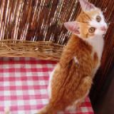 Picture of cat lost at St Cyr L Ecole