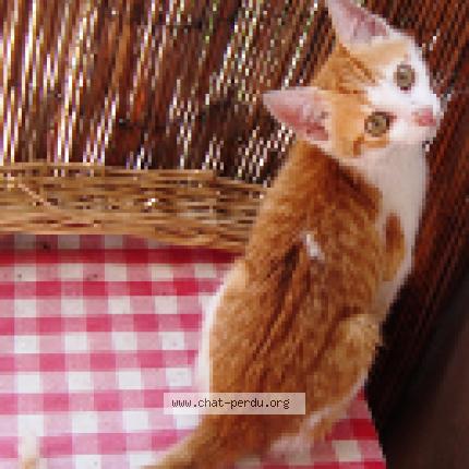 Photo 1/1 Cali Chat lost in St cyr l ecole