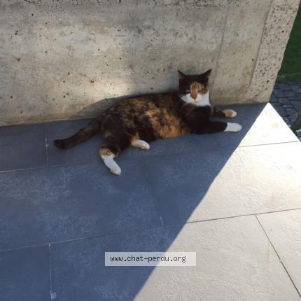 Photo 1/1 Griffy Chat lost in Delemont