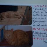 Picture of cat lost at Saint Pierre