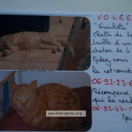 Photo 1/1 Guirlotte Chat lost in Saint pierre