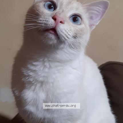 Photo 1/1 Mimi Chat lost in Taupont