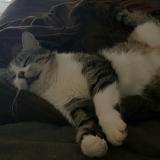 Picture of cat lost at Meursault