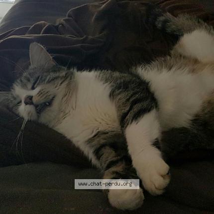 Photo 1/1 Gibson Chat lost in Meursault