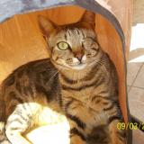 Picture of cat lost at Vichy