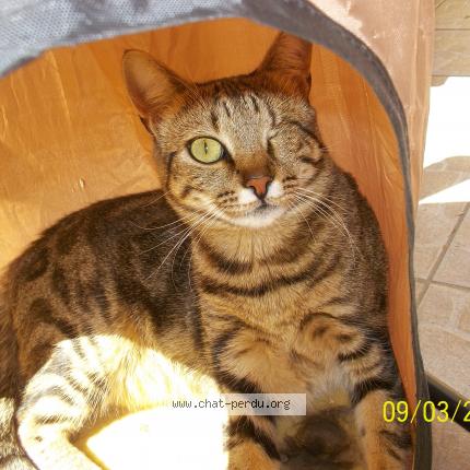 Photo 1/1 Bretzel Chat lost in Vichy