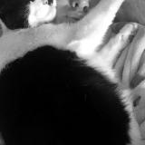 Picture of cat lost at Leers