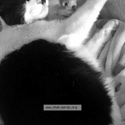 Photo 1/1 Gipsy Chat lost in Leers