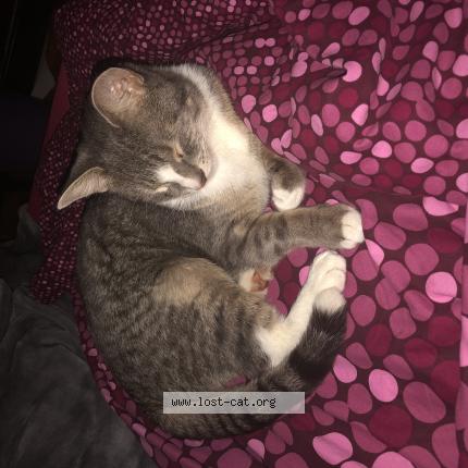 lost cat scarborough