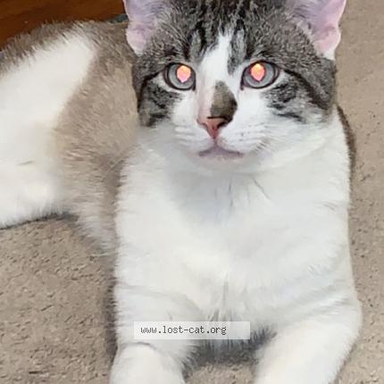 487898 Theodore Lost Cat In Fort Wayne Lost Cat United States