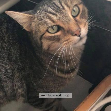 Photo 1/1 Maïdo Chat lost in Bandol