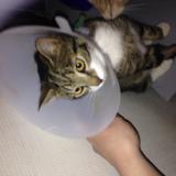 Picture of cat lost at Verneusses