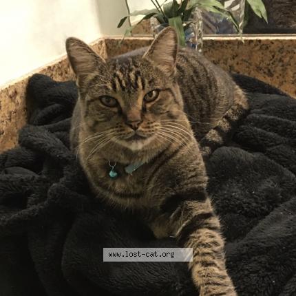 489851 Uku Lost Cat In Las Vegas Lost Cat United States