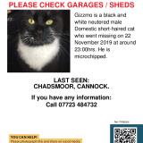 490143 Gizzmo Lost Cat In Cannock Staffordshire Lost Cat Great