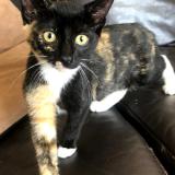 Picture of cat lost at Saint Pierre De Chandieu