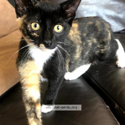 Photo 1/1 Princesse Chat lost in Saint pierre de chandieu