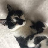 Picture of cat lost at Jouy Sous Thelle