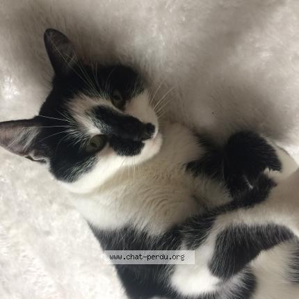 Photo 1/1 Oreo Chat lost in Jouy sous thelle