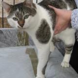 Picture of cat lost at Batzendorf