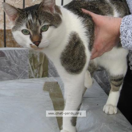 Photo 1/1 MIEZI Chat lost in Batzendorf