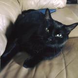 Cat Lost Or Found North Carolina United States