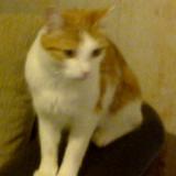 Picture of cat lost at Vesles Et Caumont