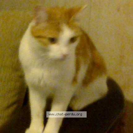 Photo 1/1 HELIOS Chat lost in Vesles et caumont