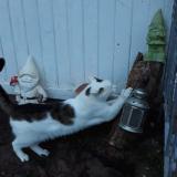 Picture of cat lost at Bad Durkheim