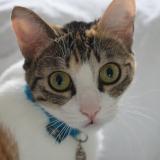 Picture of cat lost at Mirepeix