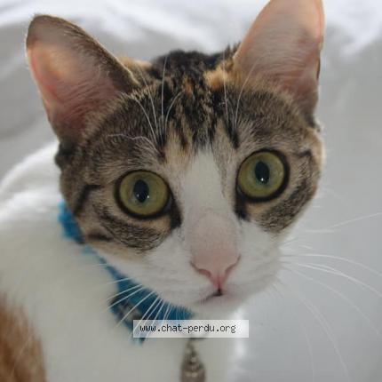 Photo 1/1 Tiger Chat lost in Mirepeix