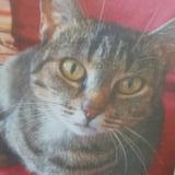 Picture of cat lost at His