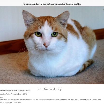 493544 Found Cat In Sullivan Lost Cat United States