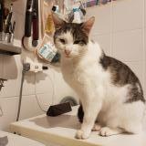 Picture of cat lost at Alteckendorf