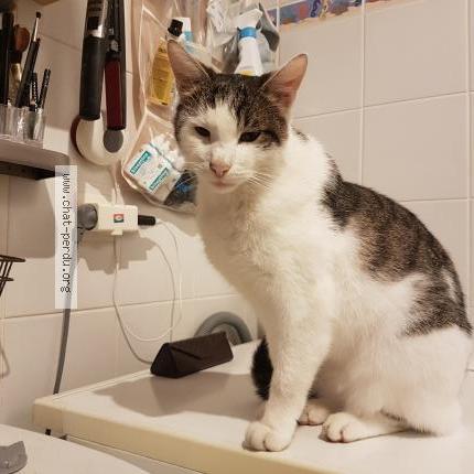 Photo 1/1 Guizmo Chat lost in Alteckendorf