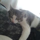 Picture of cat lost at Vic Le Comte