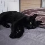 Picture of cat lost at Allauch