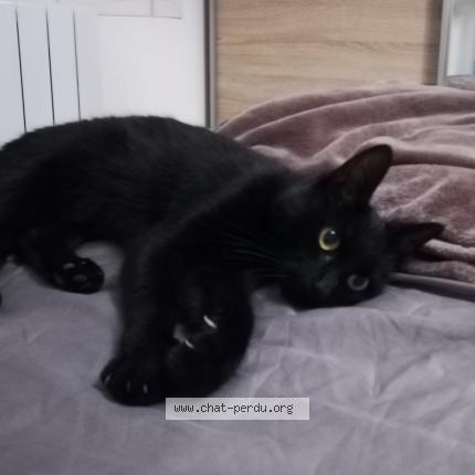 Photo 1/1 lilou ou noiraud Chat lost in Allauch