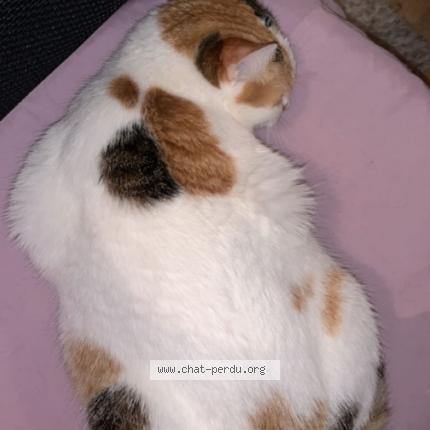 Photo 1/1 Nala Chat lost in Nantes