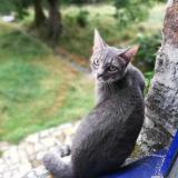 Picture of cat lost at Spezet