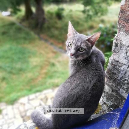 Photo 1/1 Halloween Chat lost in Spezet