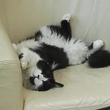 Picture of cat lost at Soisy Sous Montmorency