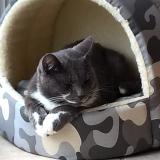 Picture of cat lost at Saint Andre Des Eaux